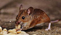 24 Hour & Emergency Exterminators in Hanley Hills, MO